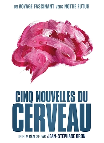 Cinq nouvelles du cerveau